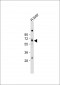 LINGO4 Antibody (C-term)
